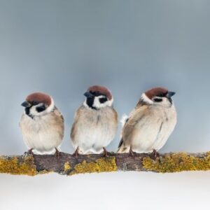 Mehrere kleine Voegel sitzen auf einem moosbewachsenen Ast und warten auf Futter; ideal als Beispiel fuer die Wirkung von Meisenknoedelhalter kaufen.