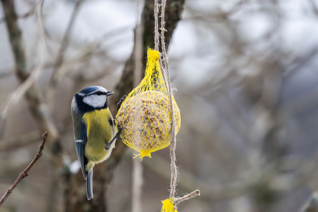 Blaumeise haelt sich an einem Futterknoedel im gelben Netz fest; natuerszene, die zeigt, wie hilfreich Meisenknoedelhalter kaufen sein kann.